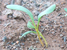 0829スイスチャード