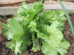 0829レタス