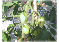 0626イタリアトマト