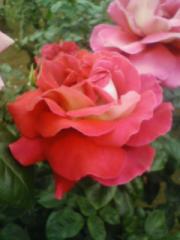 神代植物園の薔薇