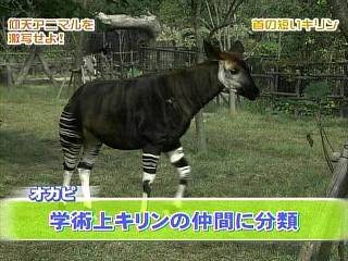 okapi.jpg