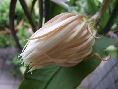 DSCF0245_2.jpg