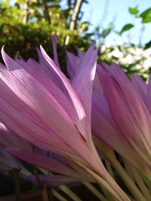 DSCF0518_2.jpg