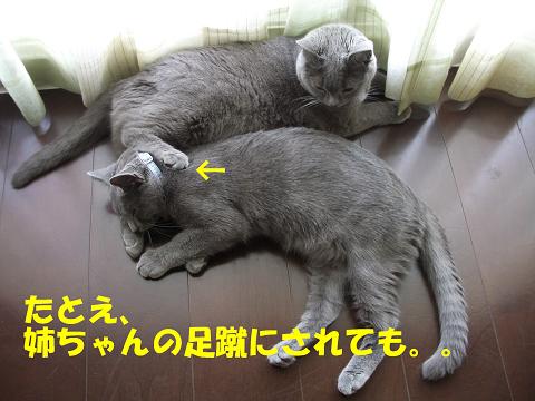蹴られても幸せ