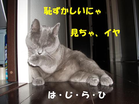 はじらひ