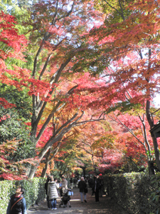 紅葉縦3.jpg