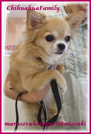 トリマーのお姉さんに抱かれ