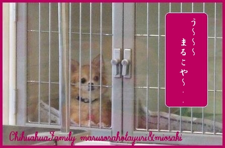 う～　まるこぉ～