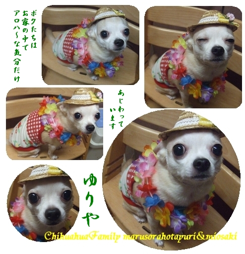 ボクたちはアロハ～★ゆりや