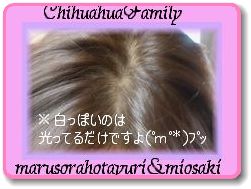 髪の毛染めました(ヘアカラーだよ～！)