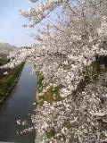 山崎川の桜