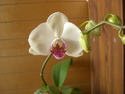 (*´ー｀*人)☆.*