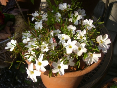 パーシーカラー。