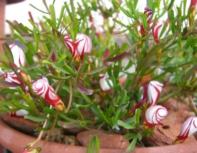 パーシーカラーの蕾。