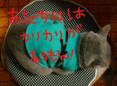 カリカリが一番さ!!