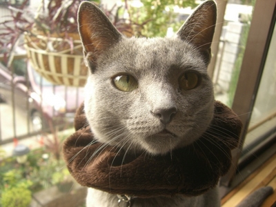 しゅしゅが・・・・