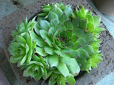 シャンハイローズ