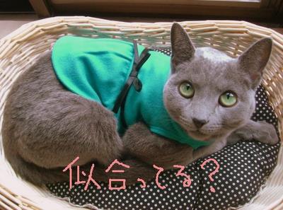 水色わんぴだよー。