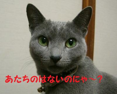 (☆ФωФ)ﾉﾆｬｰﾝ♪