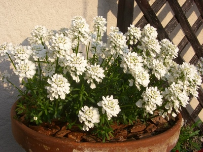 キャンディタフト。