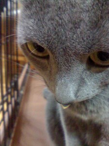 姫にゃんアップ。