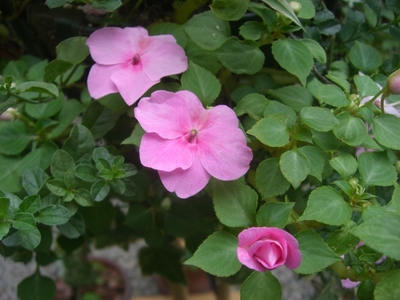 インパチェンス。