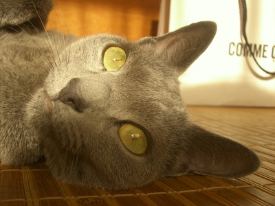 おめめがぁ～。