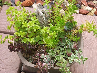 セダムもりもり～♪