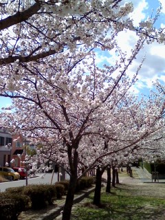 桜～。