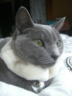 まだしゅしゅ。