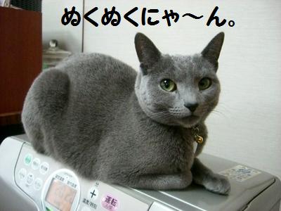 あったかいにゃん(ω´∀｀ω)♪