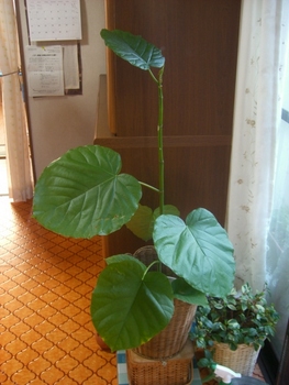 ウンベその後・・・