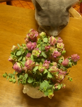 オレガノ・ケントビューティー♪