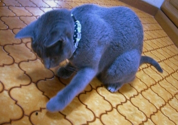 チョンチョン・・・