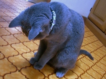 にゃにゃ～ん！