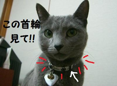 首輪みて～。