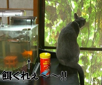 金魚と姫♪