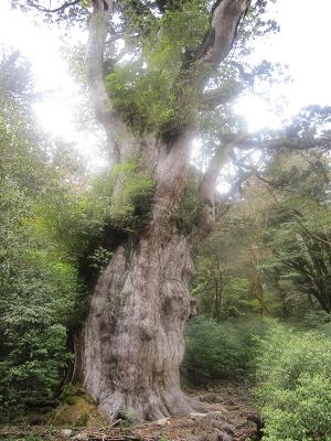 yakushima trip 069.jpg