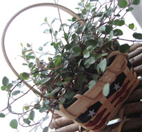 ワイヤープランツ