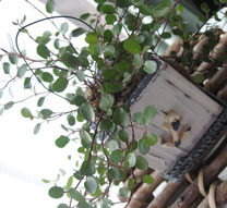 ワイヤープランツ