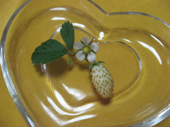 ワイルドストロベリー