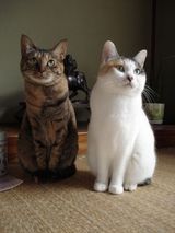 2にゃんで仲良く並んで座ってみたり（画像小）
