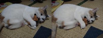 ハリーちゃんが気に入ったふぅ～ちゃん1