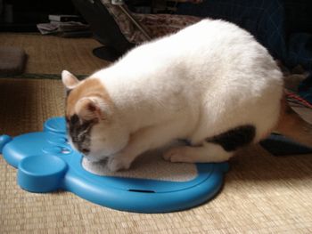 ふぅ～ちゃんのバリバリバリバリ