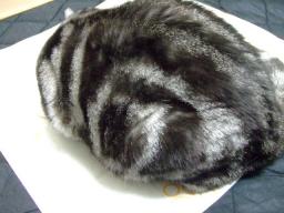 丸くなってるモモちゃん