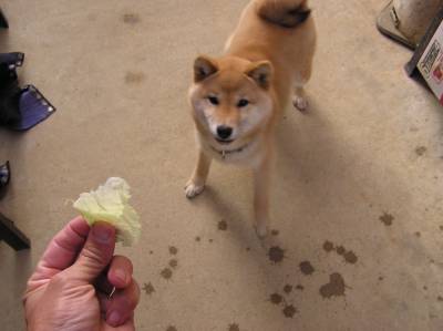 白菜をほしそうに見てるサクラちゃん