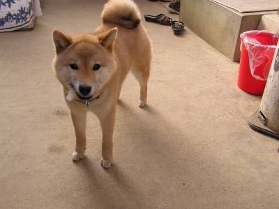 白菜パリパリ　サクラちゃん