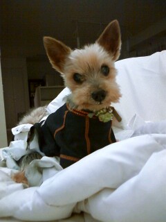 アトムくん　キリリとしてます♪