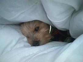 ふとんの中でぬくぬくアトムくん