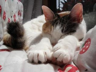 お昼寝ふぅ～ちゃん　70％